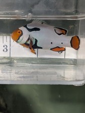Rare wysiwyg doni for sale  Garden City
