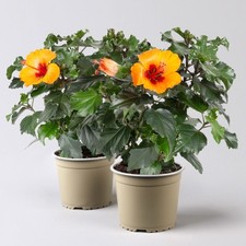 Hibiskus petit range gebraucht kaufen  Deutschland