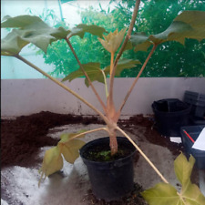 Tetrapanax papyrifera rex for sale  STANLEY