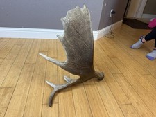 Shiras moose shed for sale  Moscow