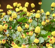500x toothache spilanthes for sale  DEWSBURY