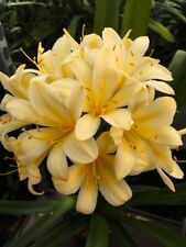 Clivia miniata large for sale  MEXBOROUGH