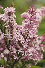 Herbstflieder syringa microphy gebraucht kaufen  Bad Nauheim