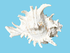 Aquarium große deko gebraucht kaufen  Ahrensbök