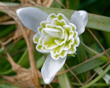 Bulb galanthus lady for sale  BEVERLEY