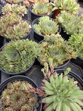 Sempervivum green mixed for sale  KING'S LYNN