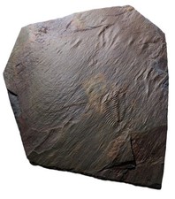 British welsh cambrian for sale  TELFORD