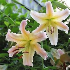 Elusive oriental trumpet for sale  ALFRETON