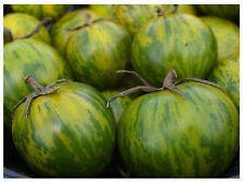 Green zebra tomato for sale  Baltimore