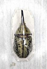 Dynastidae dynastes hyllus usato  Spedire a Italy