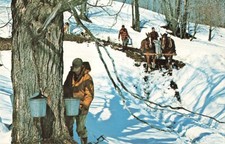 Postcard gathering sap for sale  Valdese