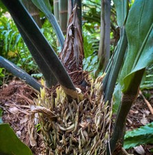 Anthurium plowmanii bird usato  Napoli