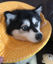 Small puppy cat for sale  Virginia City