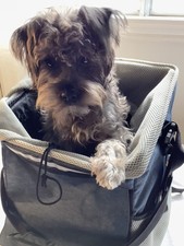 Pet carrier bicycle for sale  Spring
