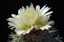 Cactus cacti strombocactus for sale  Shipping to United Kingdom