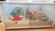 Spacious indoor hamster for sale  BANBURY