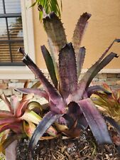 Bromeliad hohenbergia tubby for sale  Fort Myers