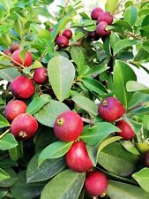 Psidium cattleianum strawberry for sale  ST. ASAPH