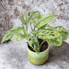 Variegated monstera adansonii for sale  SOUTHAMPTON