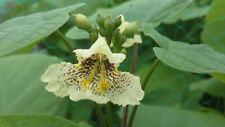 Catalpa ovata yellow for sale  ST. ASAPH