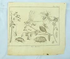 Entomologia insetti insetto usato  Cremona