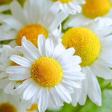 German chamomile seeds for sale  Tarpon Springs