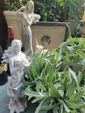 White sage 300 for sale  Seymour