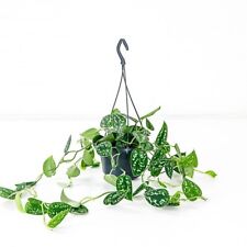 Satin pothos 30cm for sale  BOLTON