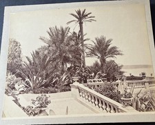 piante tropicali usato piante tropicali usato Roma