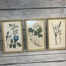 Vintage botanical framed for sale  Shipping to Ireland