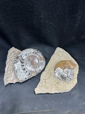 Large ammonite fossils for sale  Tucson