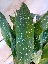 Aspidistra milky way usato Aspidistra milky way usato  Bisceglie