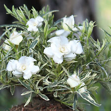 Gardenia jasminoides golden for sale  UK