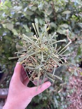 Euphorbia multifolia for sale  Fallbrook