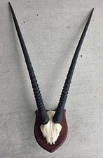 Real african gemsbok for sale  College Station