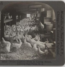 White leghorn hens for sale  Bolton