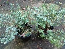 hebe plant for sale  BURY