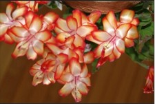 Christmas cactus schlumbergera for sale  LONDON