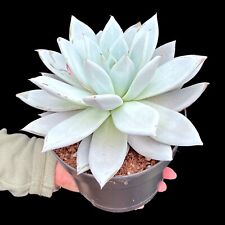 Echeveria giant mexican for sale  LEIGH