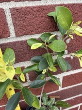Ficus microcarpa golden for sale  Springfield