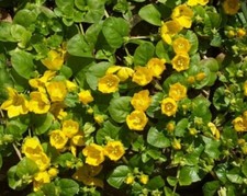 Creeping jenny barerooted for sale  MACHYNLLETH