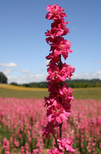 Rocket larkspur delphinium for sale  Sevierville