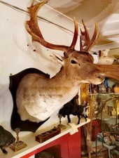 Deer head wall for sale Deer head wall for sale  SWINDON