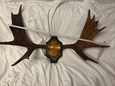 Elchgeweih 100 breit gebraucht kaufen  Berlin