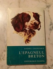 épagneul breton. cane usato  Torino