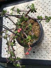 Euphorbia milii branching for sale  AYLESBURY