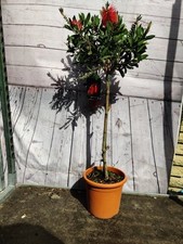 Std callistemon citrinus for sale  HARLOW