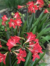 Hardy amaryllis bulbs. for sale  Allen