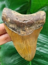 Brauner zahn megalodon gebraucht kaufen  Göppingen