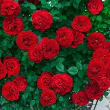 Red climbing rose for sale  BRADFORD